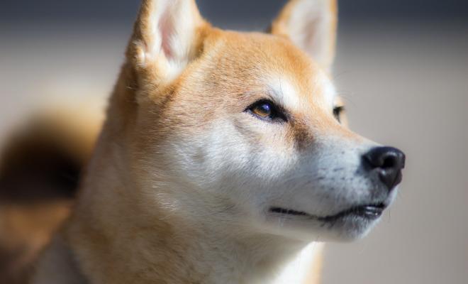 Dogecoin: что произойдет при взятии $ 1?