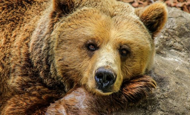Медвежий импульс на рынке биткоина ослабевает